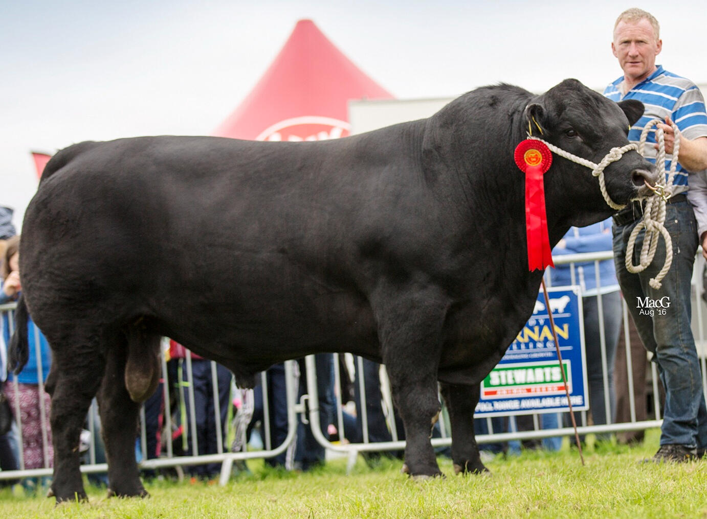 The best Angus bulls and heifers for sale