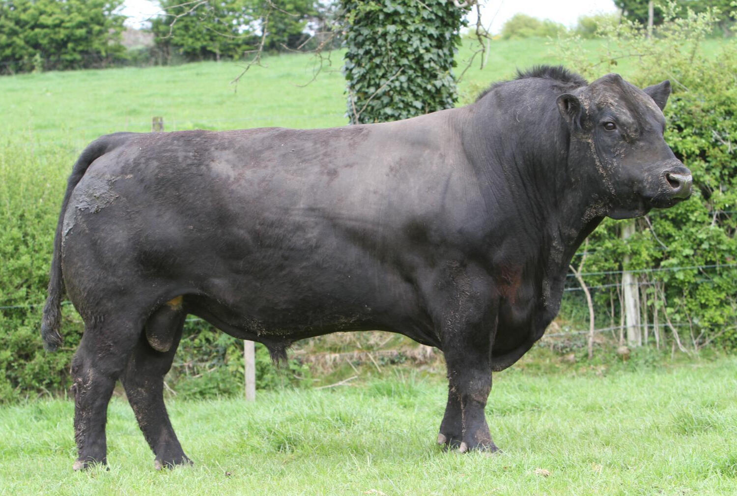 Get a top class bull at our sale
